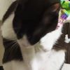 clipThumbnail