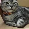 clipThumbnail