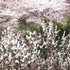 clipThumbnail