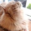 clipThumbnail