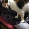 clipThumbnail