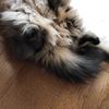clipThumbnail