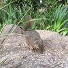 clipThumbnail
