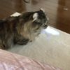 clipThumbnail