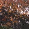 clipThumbnail