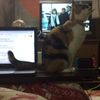 clipThumbnail