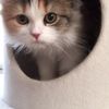clipThumbnail