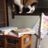 clipThumbnail