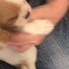 clipThumbnail