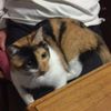 clipThumbnail