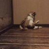 clipThumbnail
