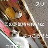 clipThumbnail