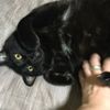 clipThumbnail