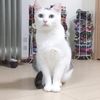 clipThumbnail