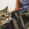 clipThumbnail