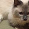 clipThumbnail