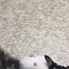 clipThumbnail