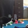 clipThumbnail