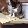 clipThumbnail