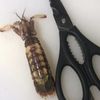 clipThumbnail