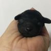 clipThumbnail
