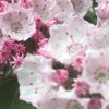 clipThumbnail