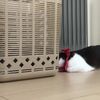 clipThumbnail