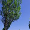 clipThumbnail