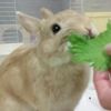 clipThumbnail