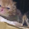 clipThumbnail