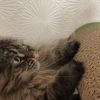 clipThumbnail