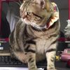 clipThumbnail