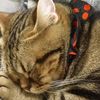 clipThumbnail