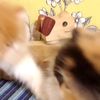 clipThumbnail