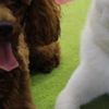 clipThumbnail