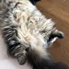 clipThumbnail