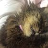 clipThumbnail