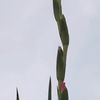clipThumbnail