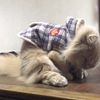 clipThumbnail