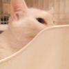 clipThumbnail