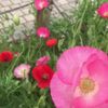clipThumbnail