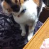 clipThumbnail