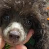 clipThumbnail