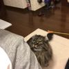 clipThumbnail