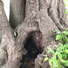 clipThumbnail