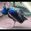 clipThumbnail
