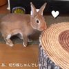 clipThumbnail