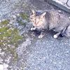 clipThumbnail