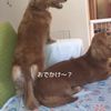 clipThumbnail