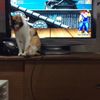clipThumbnail